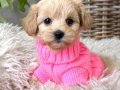 MALTİPOO YAVRULARIMIZ