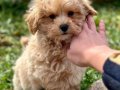 MALTİPOO YAVRUMUZ