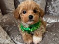 Sütlü Kahve Maltipoo Yavruları