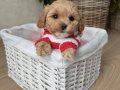 BİBLO SURAT MALTİPOO BEBEKLER