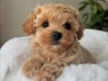 SAFKAN MALTİPOO BEBEKLER