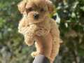 KORE MALTİPOO YAVRULARIMIZ