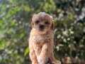 PARTY CLOR MALTİPOO YAVRULARI