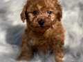 BİSKÜVİ TADINDA TOY POODLE BEBEKLER