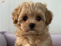 ÜST DÜZEY MALTİPOO YAVRULARI