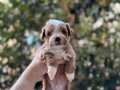 PARTİ COLOR MALTİPOO YAVRULARI