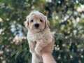 APRİCOT MALTİPOO YAVRULAR
