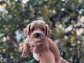 ÇİFT RENK MALTİPOO YAVRULARI