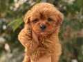 Teacup Maltipoo Bebekler