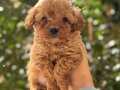 0 NUMARA MALTİPOO YAVRULAR