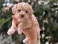 SAFKAN MALTİPOO YAVRULARIMI