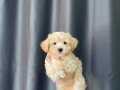 KORE MALTİPOO YAVRULAR