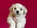 BEYAZ MALTİPOO YAVRULARI