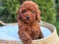 TOY POODLE YAVRUMUZ PİRLO