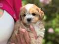 MALTİPOO YAVRUMUZ LEO