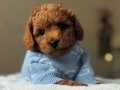 TOY POODLE YAVRUMUZ MAVİŞ
