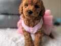 TOY POODLE YAVRUMUZ PEMBİŞ