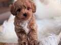 RUSYA GİRİŞLİ MALTİPOO BEBEKLER