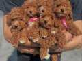 KUCAK DOLUSU POODLE BEBEKLER