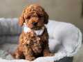 TOY POODLE BEBEKLER İSTANBUL MAĞAZAMIZDA 