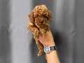 KORE RED BROWN TOY POODLE BEBEKLER