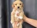 SAFKAN MALTİPOO BEBEKLER