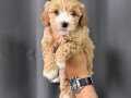 MASKELİ MALTİPOO YAVRULAR