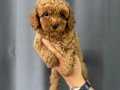 IRK VE SAĞLIK GARANTİLİ POODLE BEBEKLER