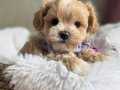 MİNİK MALTİPOO YAVRULARI