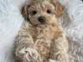 UYKUCU MALTİPOO YAVRULARI