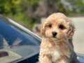 SAFKAN MALTİPOO YAVRUMUZ GOFRET