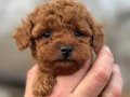 TEACUP POODLE BEBEKLERİMİZ