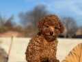 SAFKAN TOY POODLE BEBEKLERİMİZ