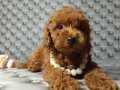 YENİ BATIM TOY POODLE BEBEKLER