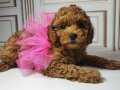 TOY POODLE BEBEĞİMİZ ARYA