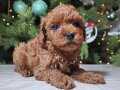 TOY POODLE BEBEĞİMİZ PERA