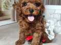 SAFKAN ORİJİNAL İSTEYENLERE ÖZEL KORE POODLE