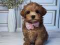 DÜNYALAR TATLISI MALTİPOO YAVRUMUZ
