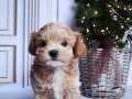 IRK GARANTİLİ MALTİPOO BEBEKLER