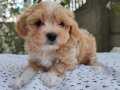 MALTİPOO BEBEKLERİMİZ