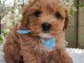 GÜLER YÜZLÜ MALTİPOO BEBEKELRİMİZ