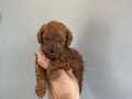 KORE POODLE BEBEKLERİMİZ