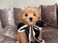 ŞİRİN MALTİPOO YAVRULAR