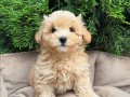 BABY SURAT MALTİPOO YAVRULAR