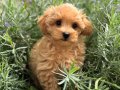 ŞAŞKIN MALTİPOO BEBEKLER