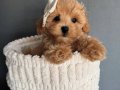 LİNDA MALTİPOO YAVRUMUZ