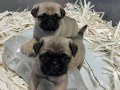 SAFKAN PUG MOPS
