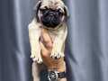ÜST KALİTE PUG MOPS YAVRULAR