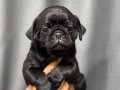 SİYAH PUG BEBEKLER