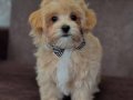 MALTİPOO YAVRUMUZ LİNDA